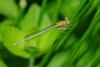 Platycnemis pennipes